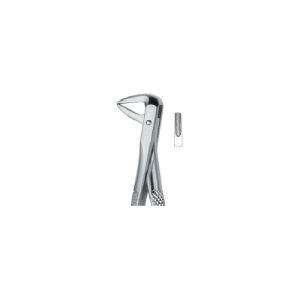 Incisors And Bicuspids