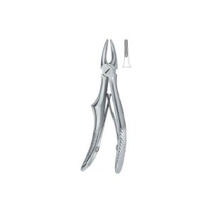 Incisors And Cuspidss 137